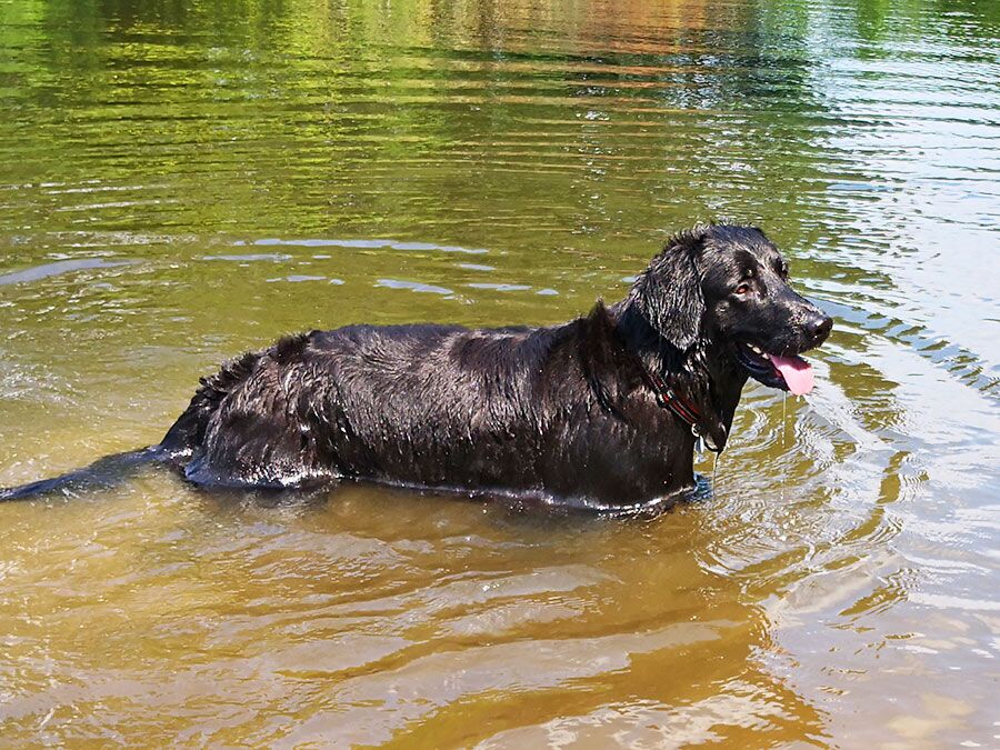 Trainiere Deinen Hund auch im Wasser